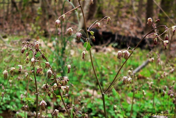 {Thalictrum debile}